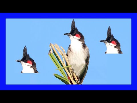 Bulbul červenofúzy (Pycnonotus jocosus) — video o speve a chove