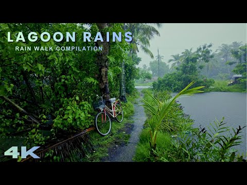 [4K] Hidden Backwaters: Rain-Kissed Tropical Lagoon Paths, Soothing ASMR Nature Ambience for Sleep