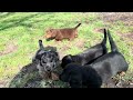 Miniature Dachshund dogs for sale: Ravioli - Video 1