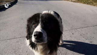 В Община Смолян започва преброяване и кастриране на безстопанствените кучета