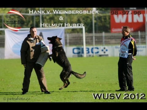 MS WUSV 2012 - Helmut Huber & Hank vom Weinbergblick B: 97