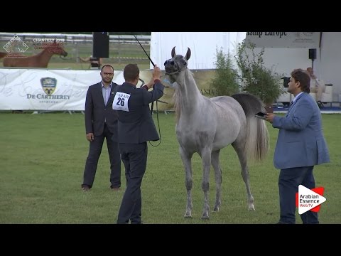 2nd - N.26 MARRAKECH J - Chantilly 2016 ABCE - Fillies 2 years old (Class 2)