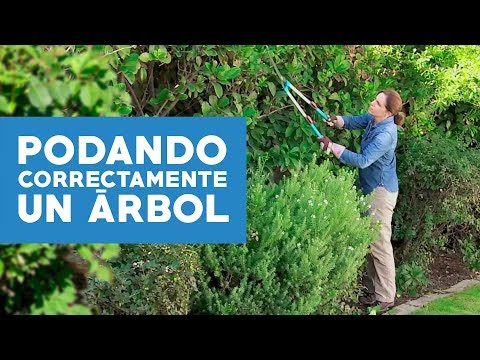 , title : '¿Cómo podar correctamente un árbol?'