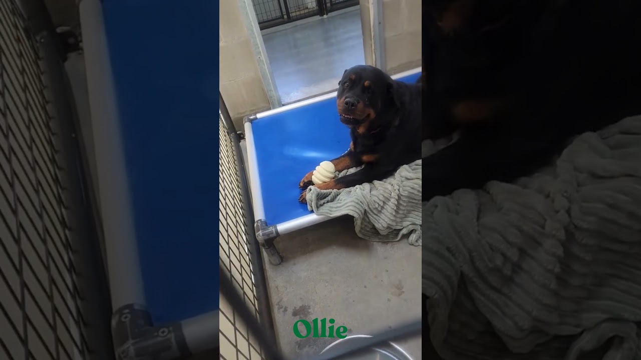Ollie (MY26-88), a Adoptable Rottweiler in Peyton, CO video 2/6