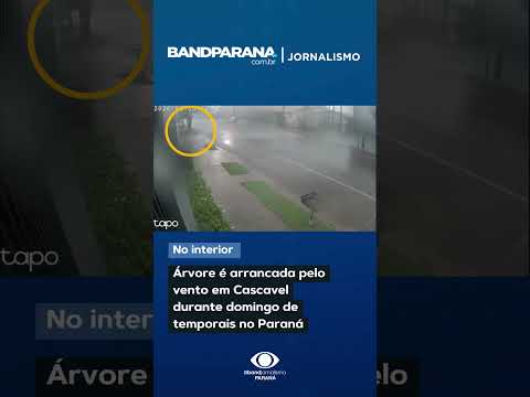 🚨 Árvore é arrancada pelo vento em Cascavel durante domingo de temporais no Paraná