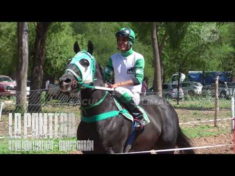 FRANQUITO VS LA PANTERA