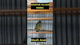 Download lagu SUARA BURUNG SEMPUR HUJAN RIMBA mp3