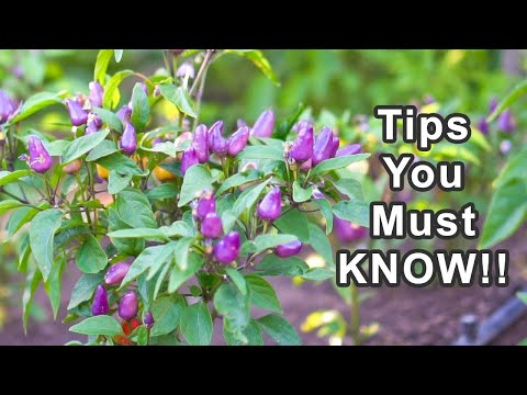 5 Tips to Grow Lots of Peppers