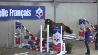 Cacia du Puy (Oscar des Fontaines X Easy Boy) Saint Etienne de Tulmont - Femelles 2 ans