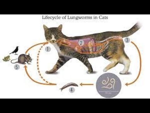 Can cats get lungworm?