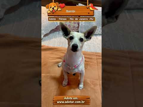 Vídeo de Bambi 