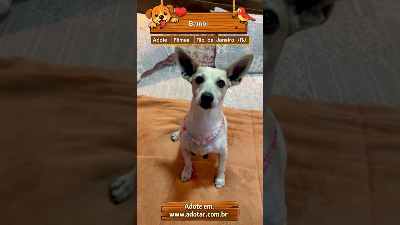 Cachorro raça SRD-ViraLata idade 4 anos nome Bambi 