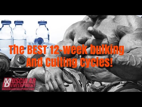 The BEST Bulking and Cutting Cycles! | Dr. Testosterone Ep. 27