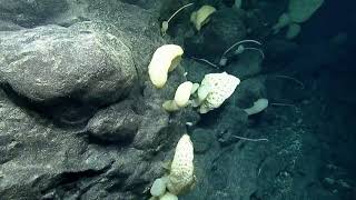 ROV Hercules Dive NA134 H1889 9 of 17 2021 11 23 21 24 49 953 UTC 84