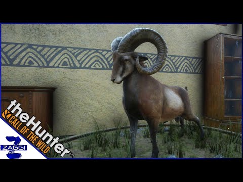 The BIGGEST Iberian Mouflon Call of the Wild