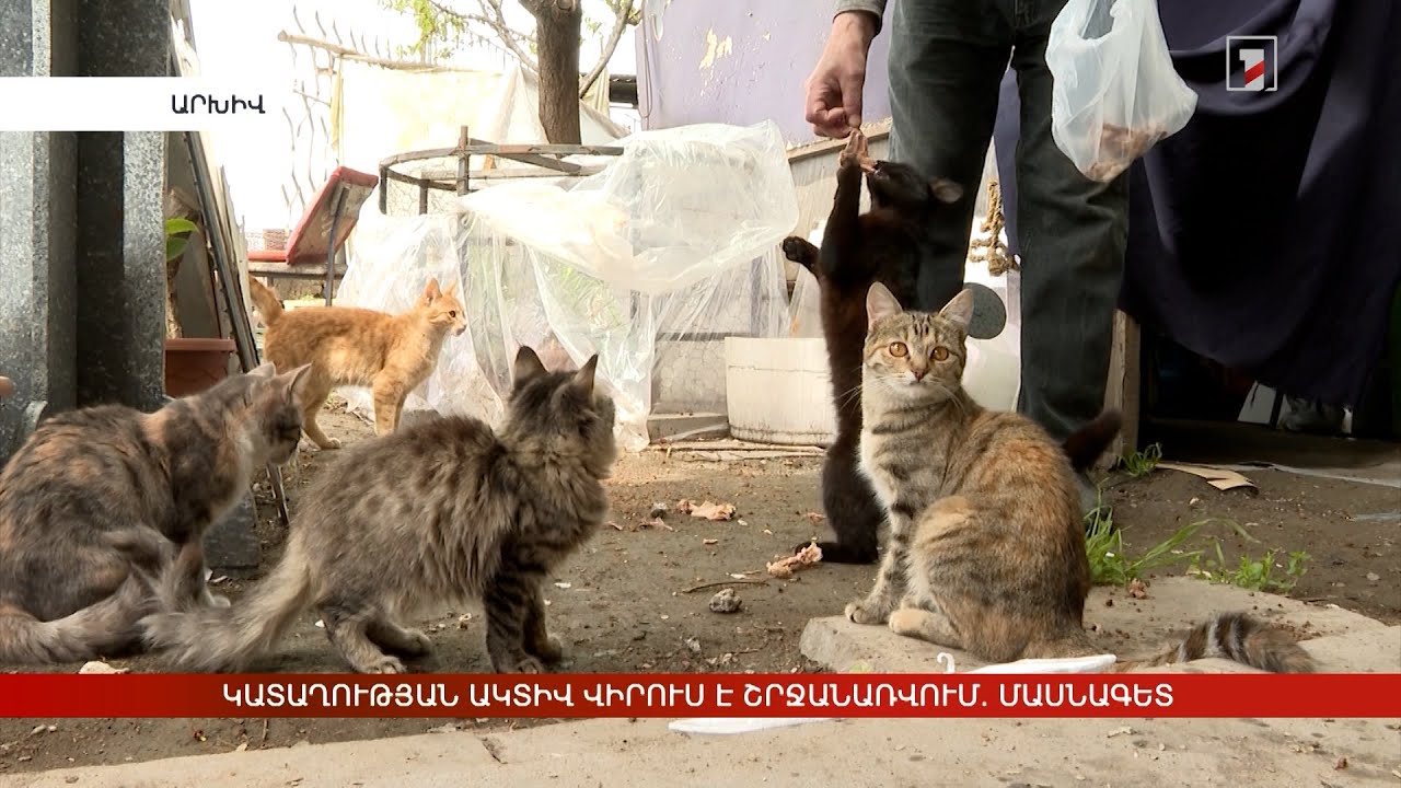 Կատաղության ակտիվ վիրուս է շրջանառվում. մասնագետ