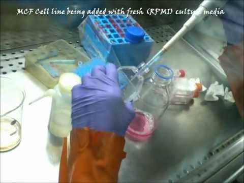 How to change the culture medium for animal cells invitro?
