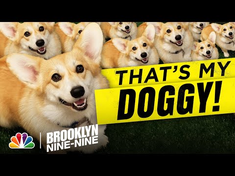 It's Cheddar! Cheddar the Dog! - Brooklyn Nine-Nine