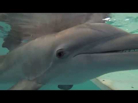 Underwater View of Winter Putting on her Prosthetic Tail