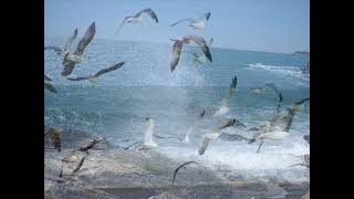 l'Atlantique pierre Bachelet. 