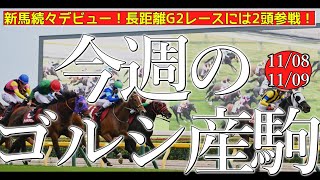 今週のゴールドシップ産駒 (11/08,09)【新馬続々デビュー！長距離G2レースには2頭参戦！／メイショウブレゲ,マイネルカンパーナなど】