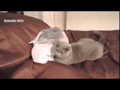 Epic, Funny Cats Videos 1 minute 2014   YouTube 240p
