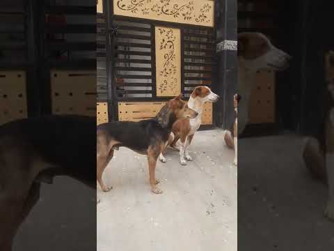 Save and Feed the Dogs