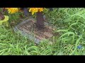 'Sweet Pea' gravesite unkempt, causes family distress