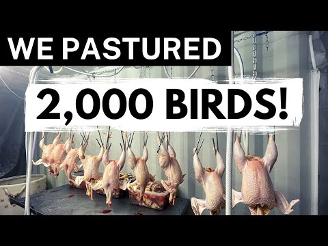 How To Pasture Raise Chickens In Tractors | From Brooder To Freezer