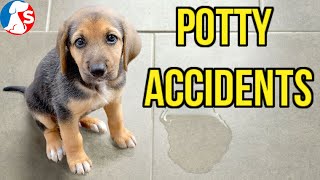 what should you do when your puppy has potty accidents at home