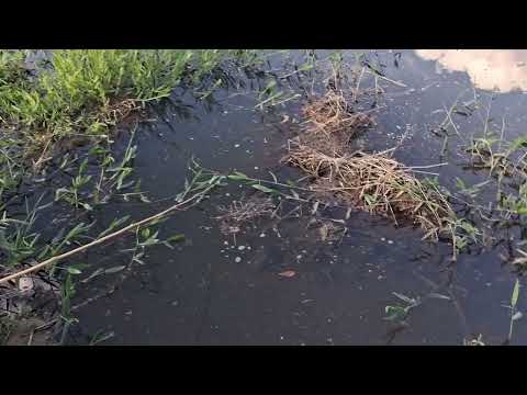 Pescando  nos corregos em Bom Desempenho MG.