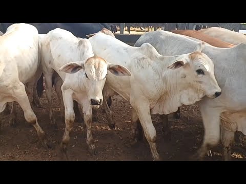 FEIRA DE GADO DE CAMPO GRANDE-AL 03/10/2026 #nordeste 