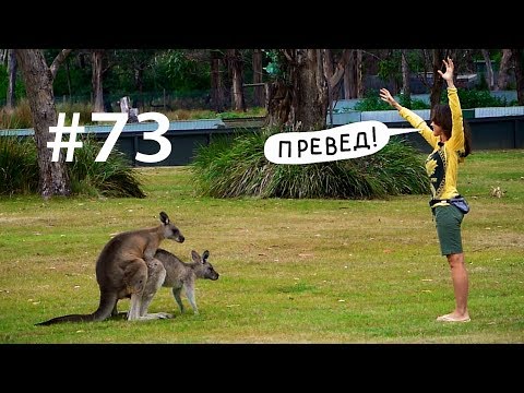 Кенгуру: трекс, секс, спинифекс // Всё как у зверей #73