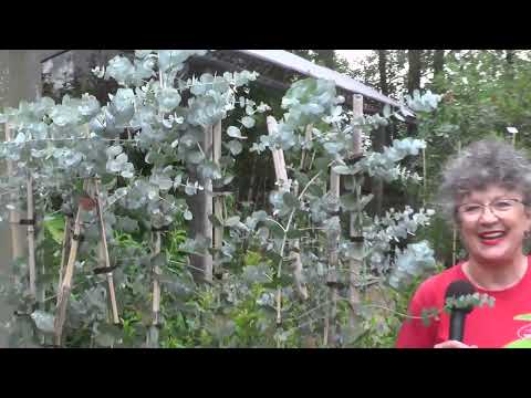 1469 B6 - VARIDAD DE FORESTALES