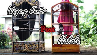 Download lagu Kacer anda lambat panas? Coba pancing dengan duet maut 2 kacer ini!!! Dijamin bukor mp3