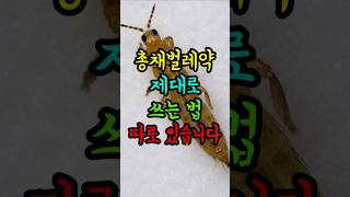 총채벌레가 안 잡히는 이유.