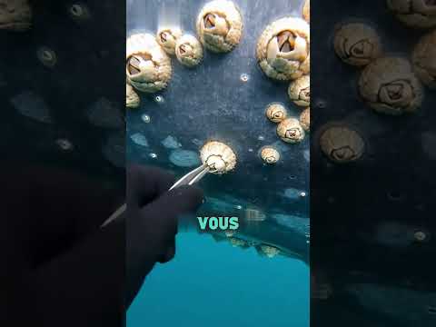 Ne touche jamais aux balanes d'une baleine 🐋 #océan #shorts