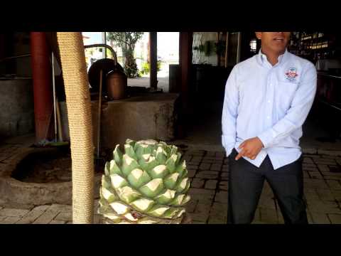 Oaxaca México pt 2 Fazendo Mezcal