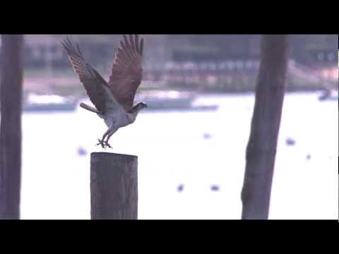 Osprey (Fish hawk) take off in UltraSlo