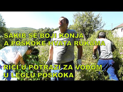 RIČI TRAŽI VODU U  LEGLU POSKOKA