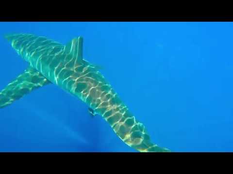Great White Shark Port Canaveral  May 2018