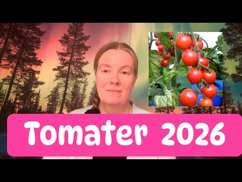 Odla tomater , ny säsong 2026 , tåligaste sorterna för kallt klimat, vilka står på årets lista ?