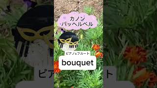 Download lagu 【フルートとピアノでカノン】#カノン#パッヘルベル#ピアノ#フルート#心に届く#shorts mp3