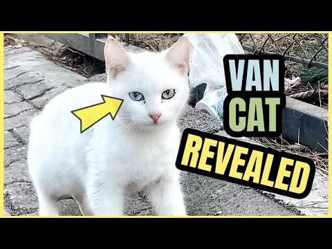 Turkish Van Cat living on streets is hungry, meowing and scared! Two different eye colors!