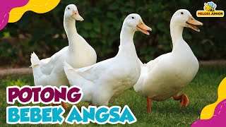 Download lagu Cut the Duck Goose, My Goat, and Other Children's Songs - Compilation of Children's Songs mp3 Download lagu Cut the Duck Goose, My Goat, and Other Children's Songs - Compilation of Children's Songs mp3