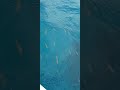 Side of glass bottom boat tour. #marinelife #oceanlife #animals #nature #bahamas