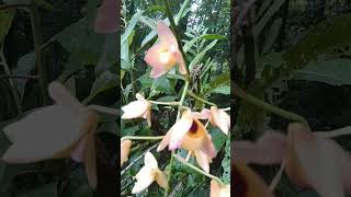 wild Orchid #viral #shots #wildorchid