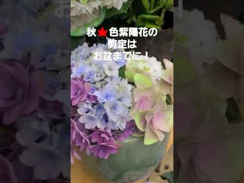 アジサイの剪定方法は？避けるべき最も一般的な間違い  庭園