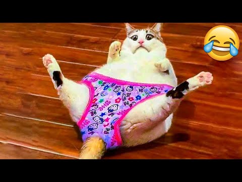 Funniest Animals 😄 New Funny Cats and Dogs Videos 😹🐶 - Part 21
