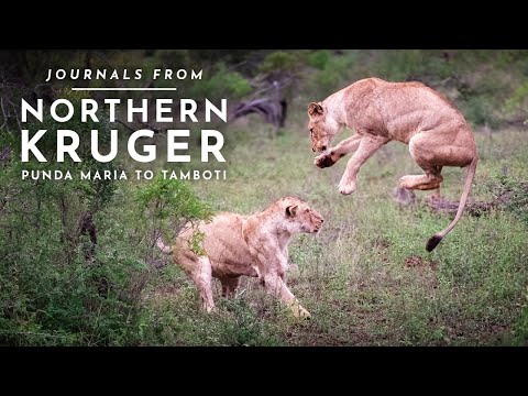 Journals From Kruger National Park (4K)